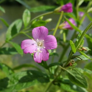 Extrato de folhas de Epilobium parviflorum