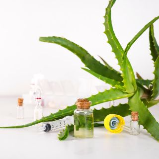 Extrato de raiz de urtiga